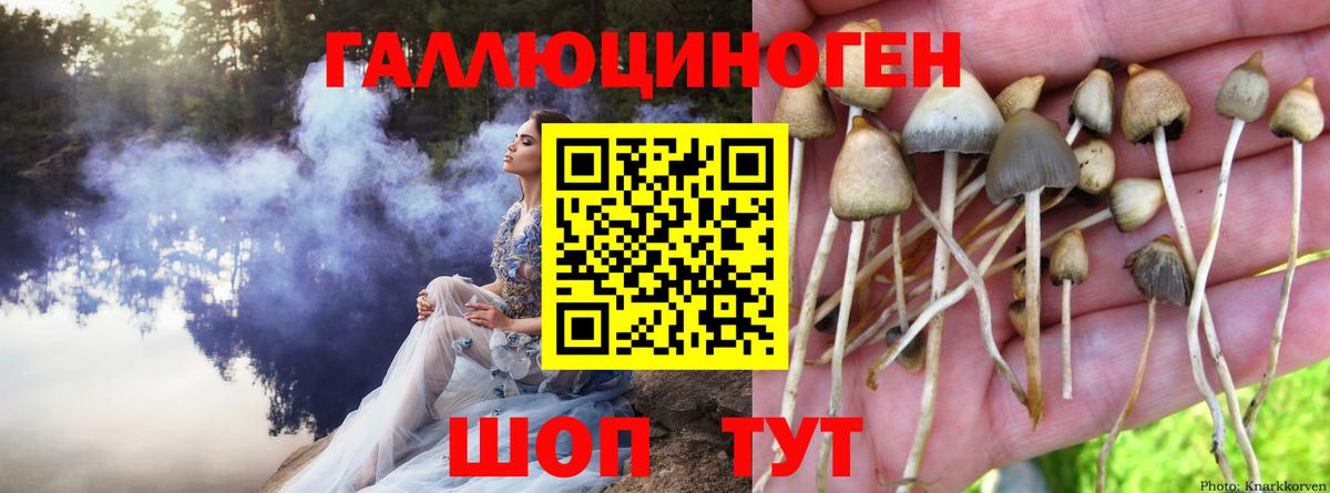 Златоуст  Псилоцибиновые грибы мицелий  Вход с VPN 
